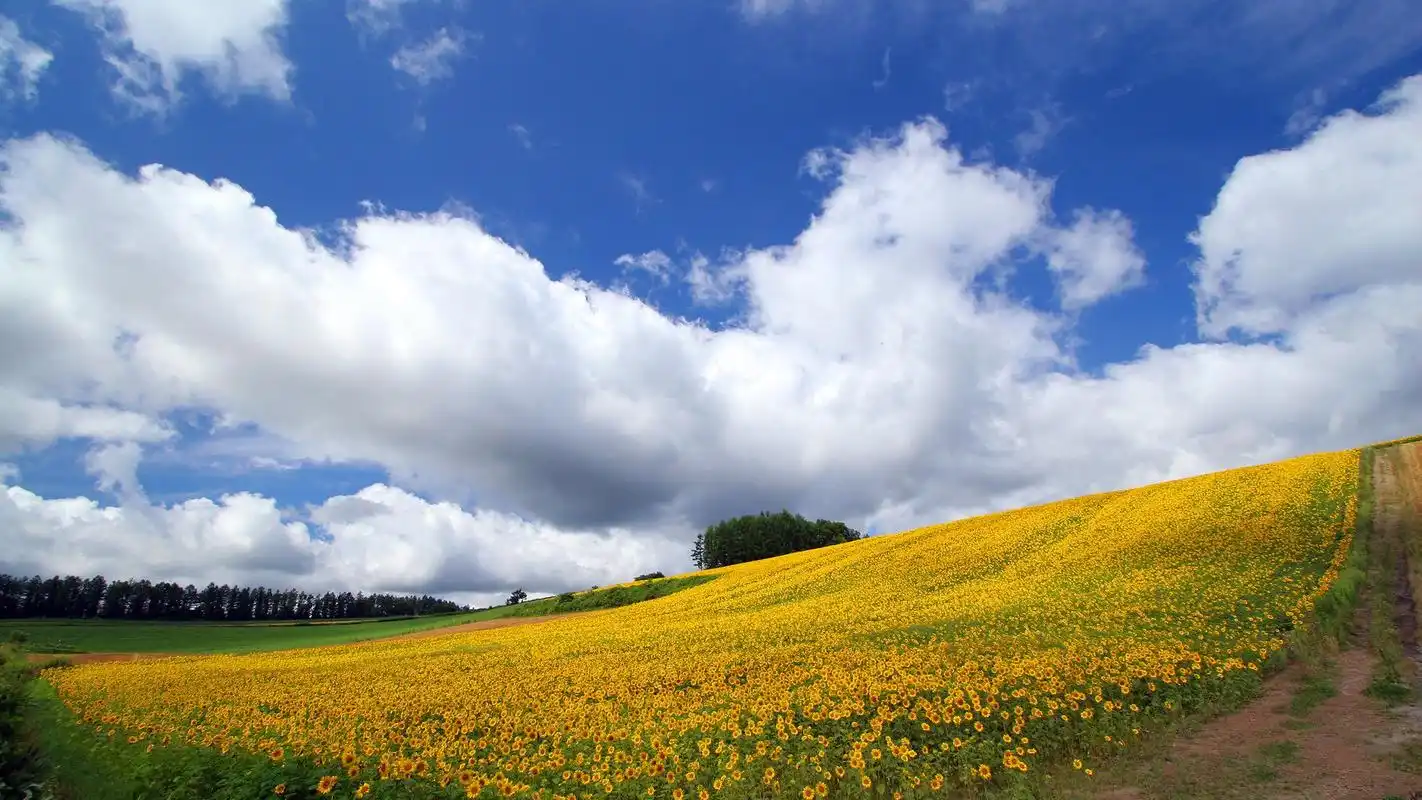 瑞瑞号